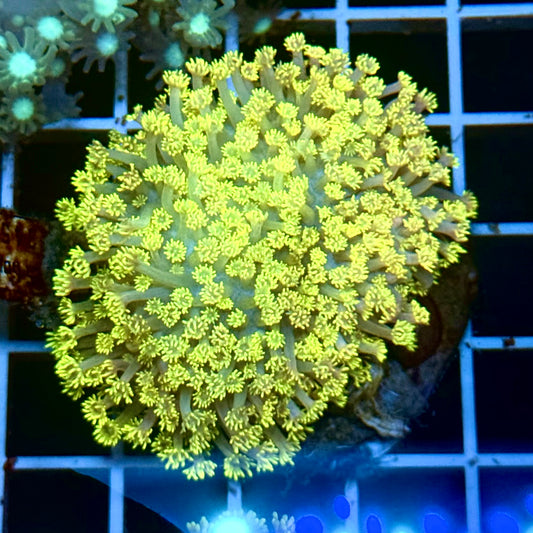 (Auc 4) Electric Yellow Goni Colony (WYSIWYG)