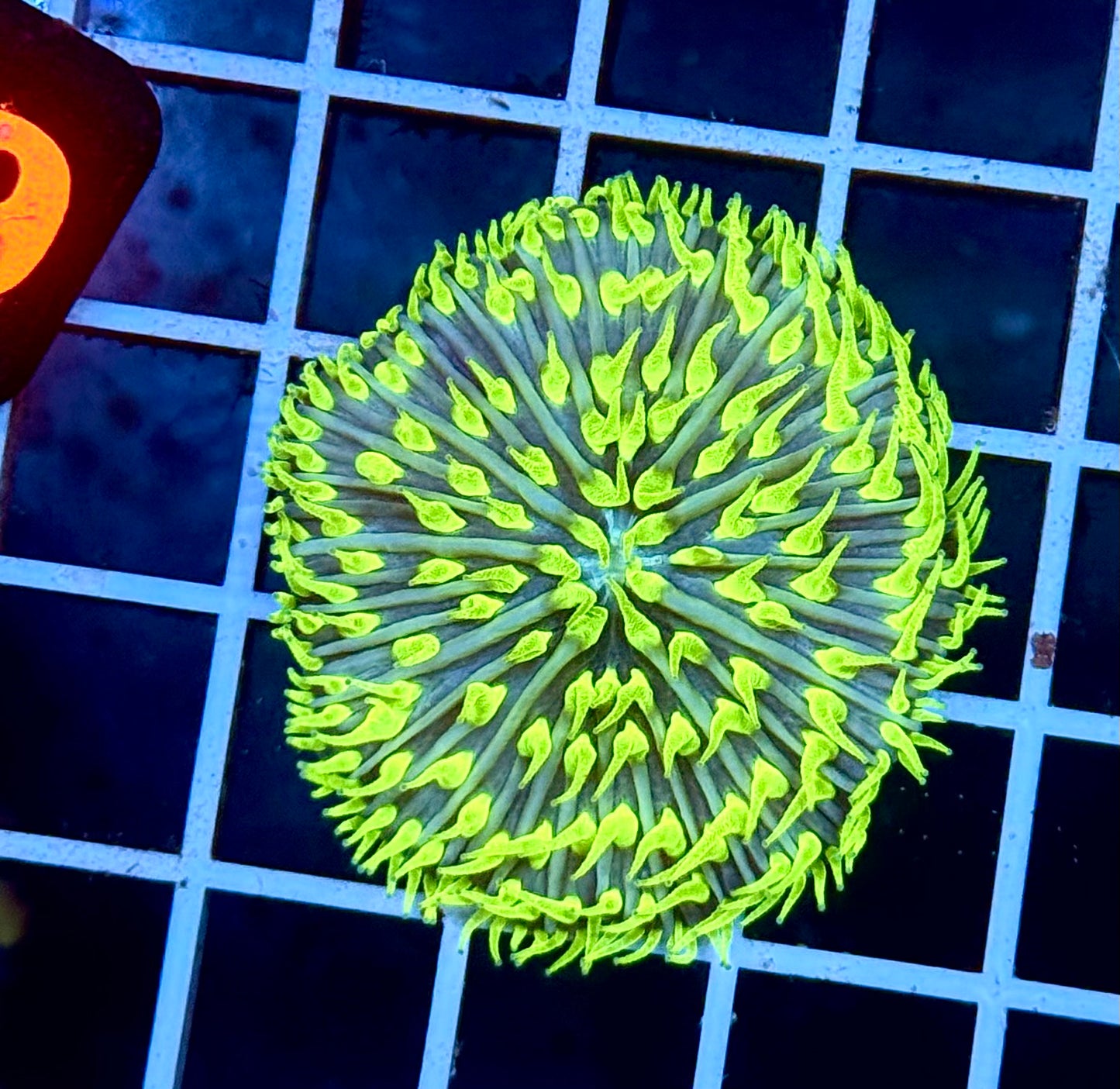 (Auc 6) Aussie Blue/Green Fungia (WYSIWYG)