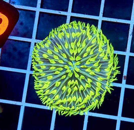 (Auc 6) Aussie Blue/Green Fungia (WYSIWYG)