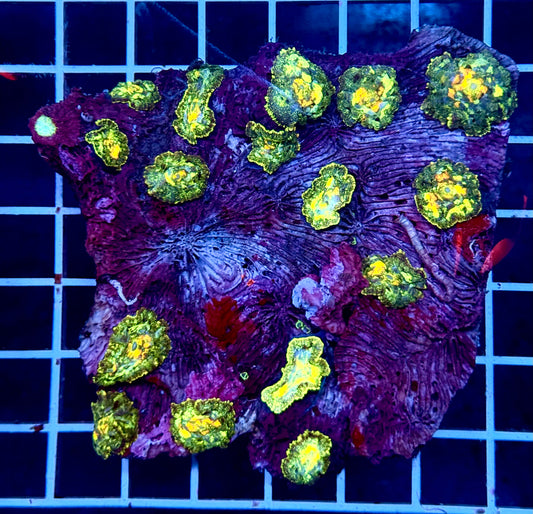 (Auc 7) Mushroom Colony (WYSIWYG)