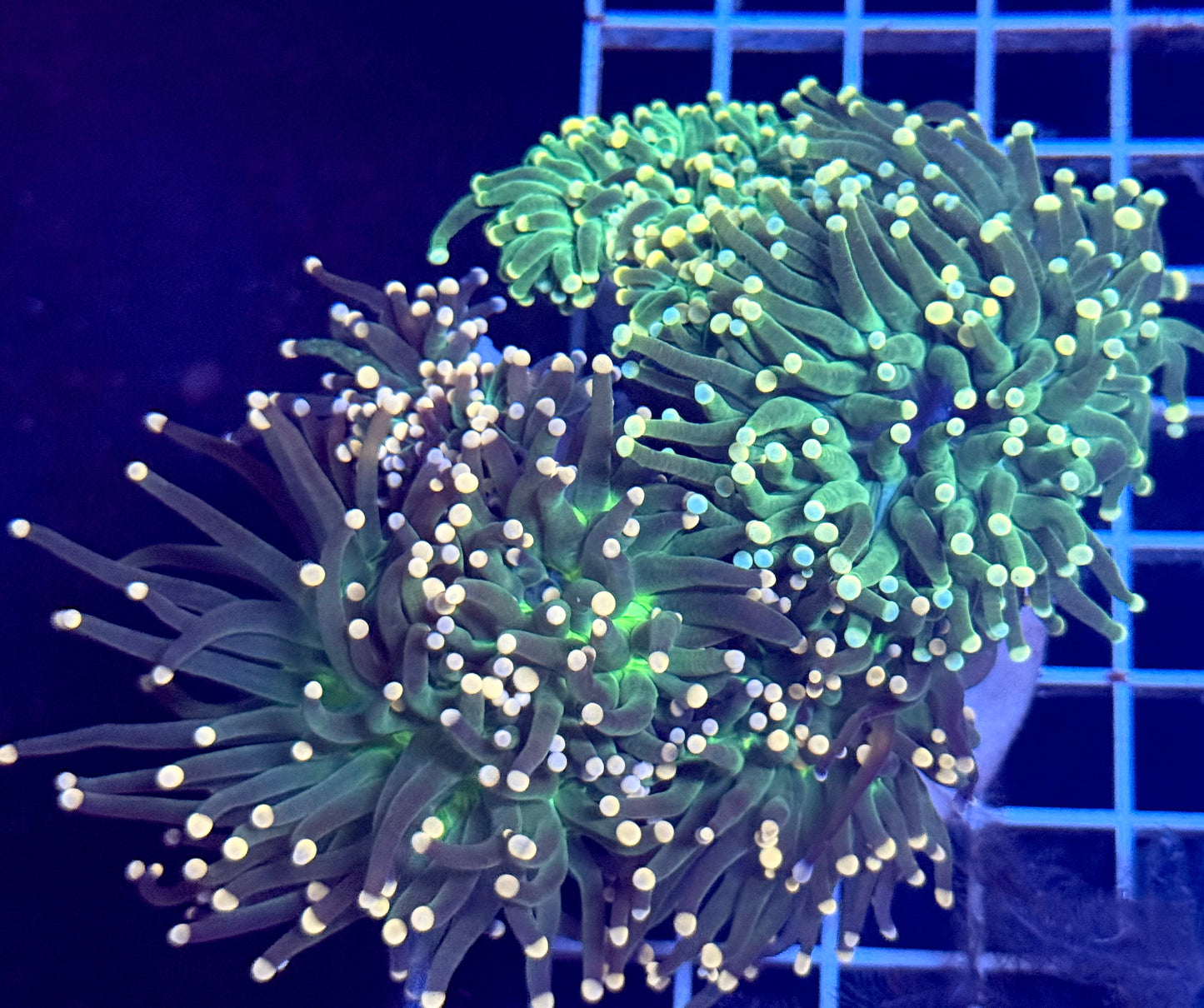 (Auc 10) Green Torch Colony (4-6 Heads) (WYSIWYG)