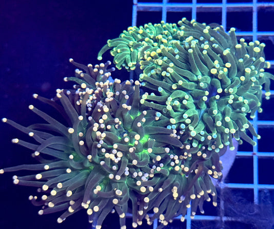 (Auc 10) Green Torch Colony (4-6 Heads) (WYSIWYG)