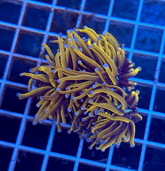 (Auc 11) 24K Gold Torch Mini-Colony (WYSIWYG)