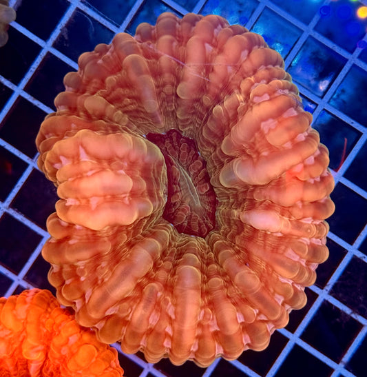 (Auc 12) Cynarina (WYSIWYG)