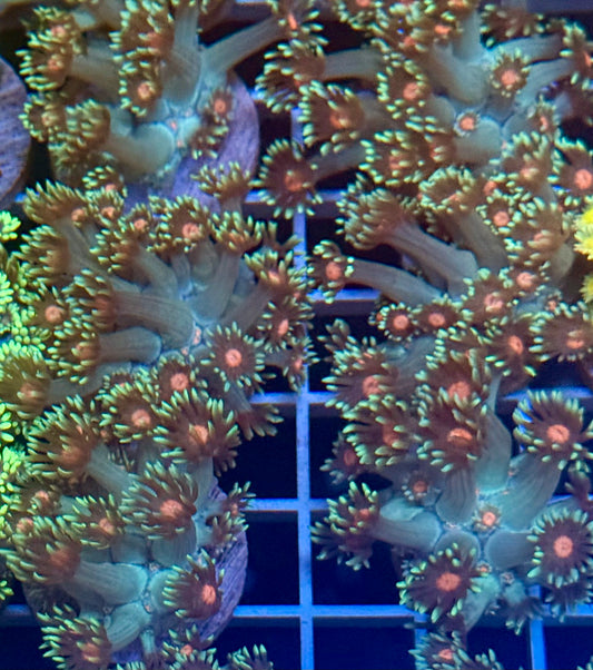 (Auc 14) Sakura Goni (1" Frag)