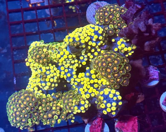 (Auc 15) Zoanthid Colony (XXL)