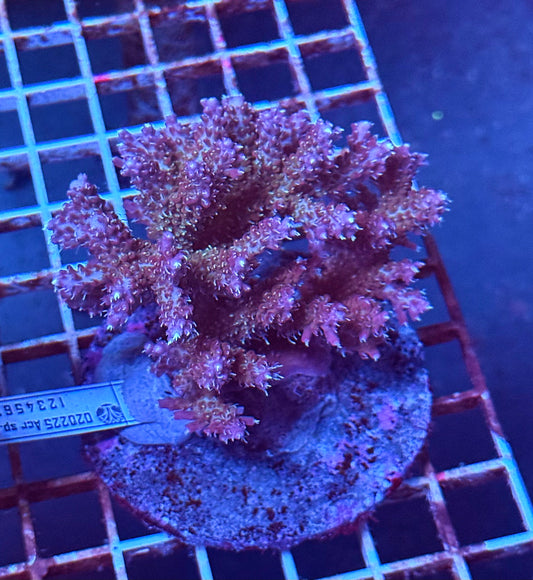(WYSIWYG) Acropora Colony R1T2A9