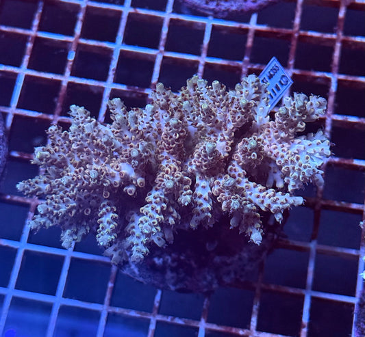 (WYSIWYG) Acropora Colony R1T2B8