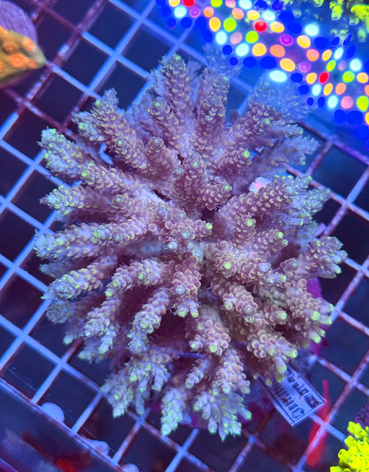 (WYSIWYG) Acropora Colony R1T2D1