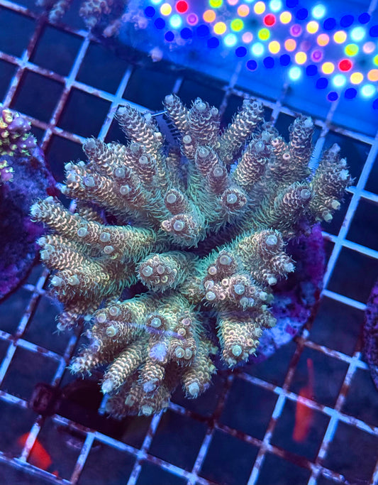 (WYSIWYG) Acropora Colony R1T2D7