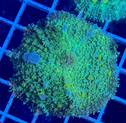 Blue Bubble Green Bounce Mushroom (WYSIWYG)