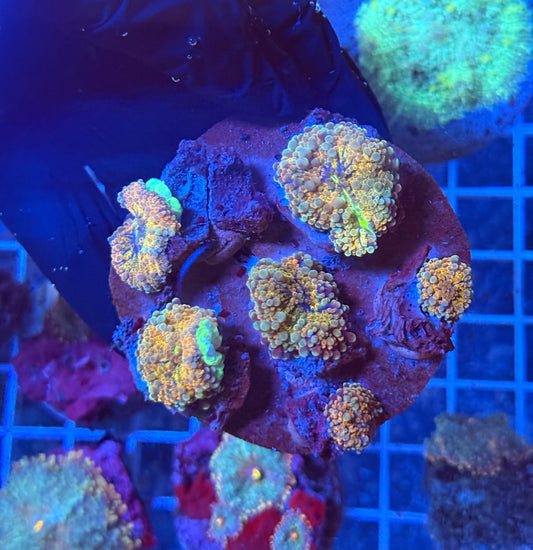 (WYSIWYG) Rainbow Ricordea Colony 2