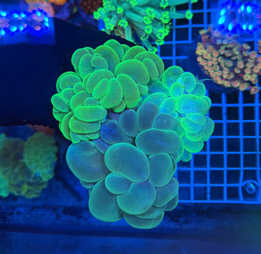 (WYSIWYG) Bubble Coral Triple