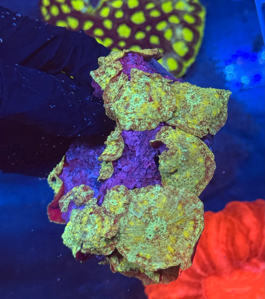 (WYSIWYG) Green Mushroom Colony