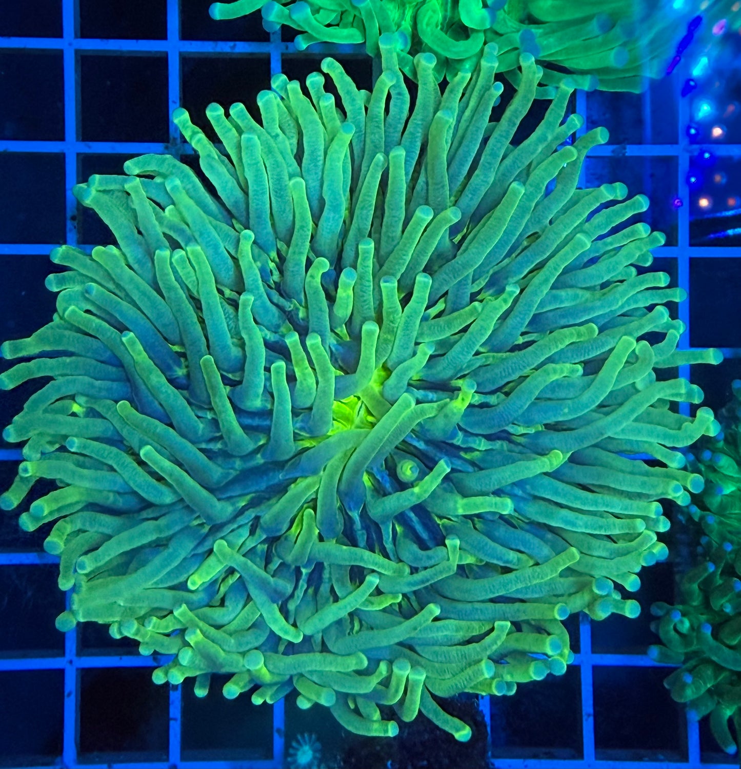 (WYSIWYG) Green Heliofungia (~5")