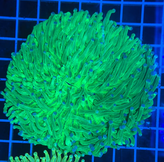 (WYSIWYG) HG Green Heliofungia (~5")