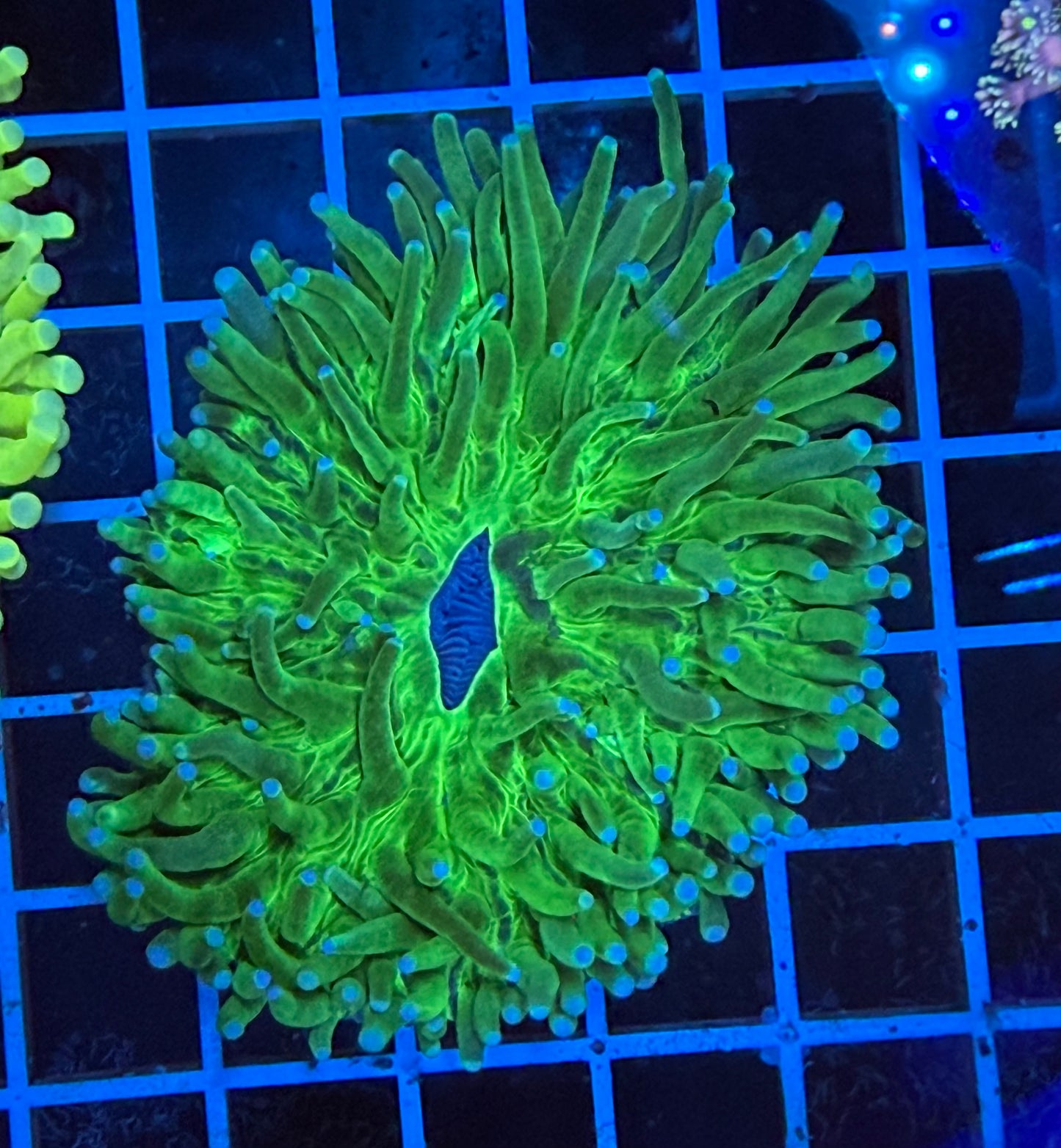 (WYSIWYG) HG Green Heliofungia (~3")