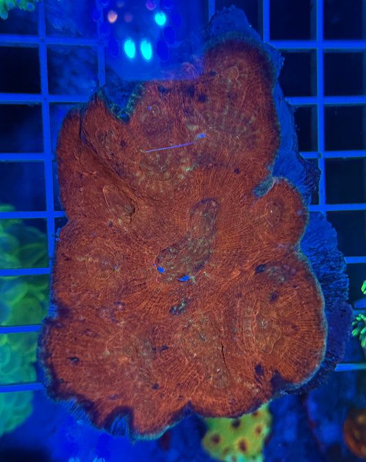 (WYSIWYG) Australomussa A3