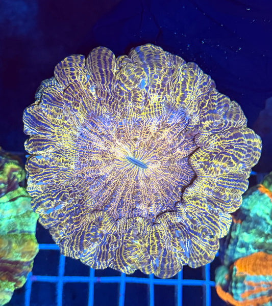 (WYSIWYG) Lakers Acanthophyllia (~4")