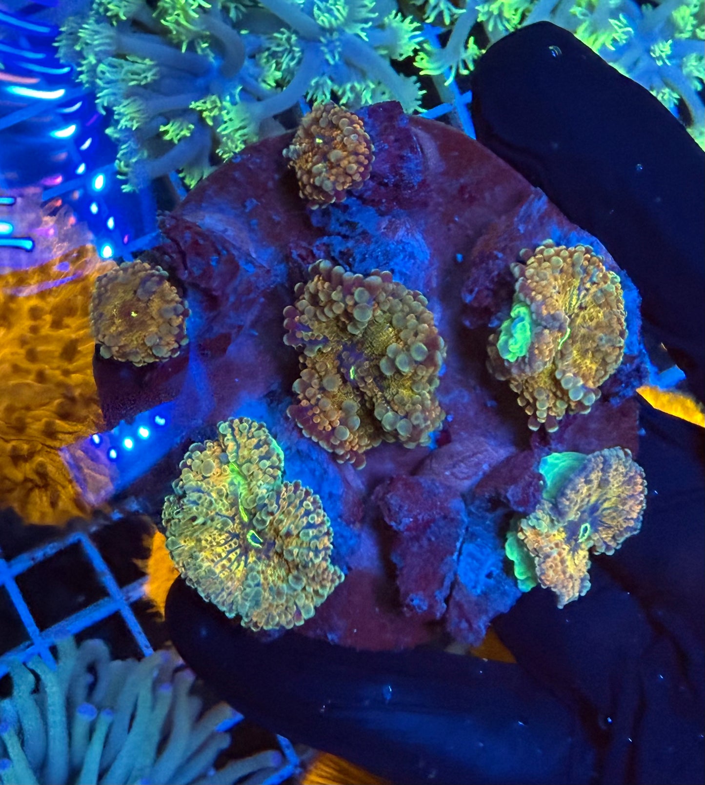 (WYSIWYG) Rainbow Ricordea Colony