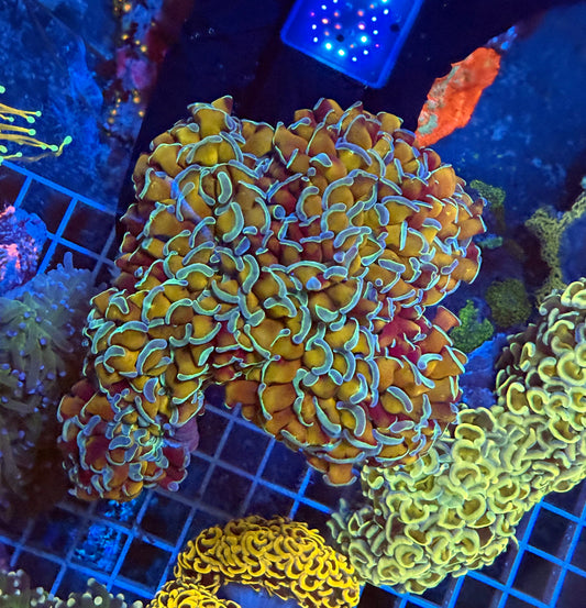 (WYSIWYG) Dirty Gold Blue Tipped Wall Hammer