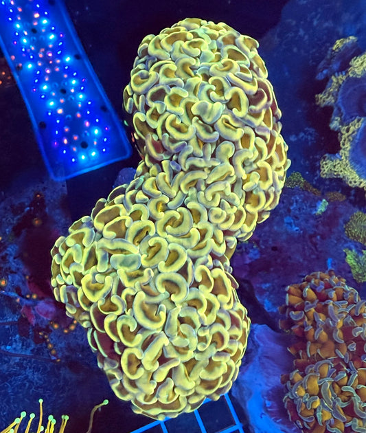 (WYSIWYG) Yellow Gold Wall Hammer