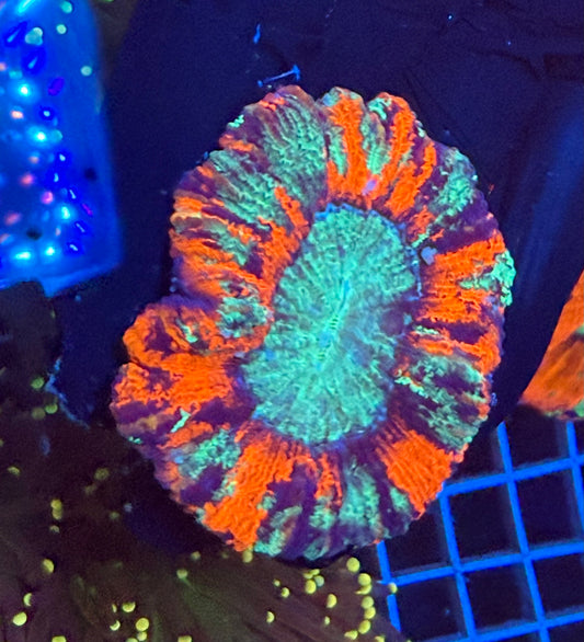 (WYSIWYG) Fire & Ice Trachy *Reshoot*