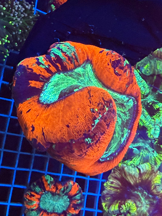 (WYSIWYG) Red & Green Trachy