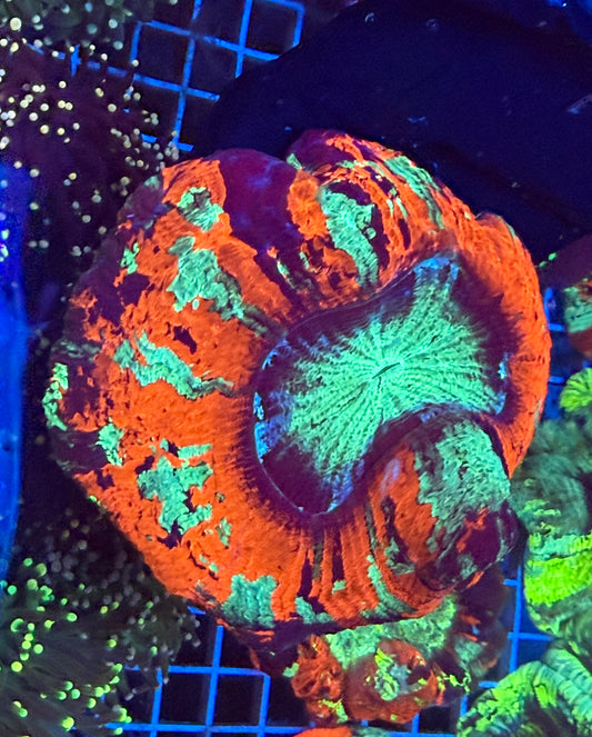 (WYSIWYG) Rainbow Trachy A4