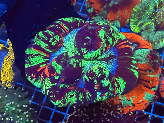 (WYSIWYG) Rainbow Trachy A5