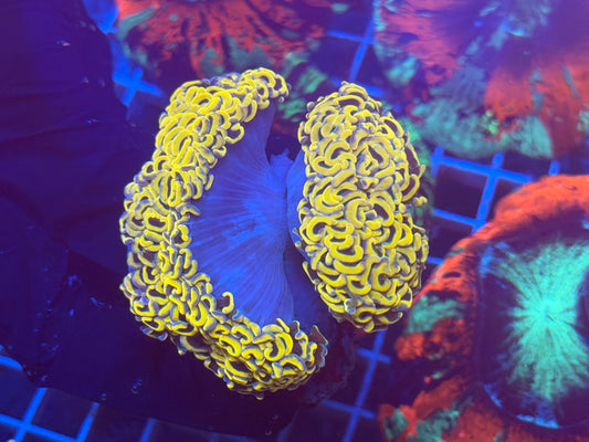 (WYSIWYG) Double Trouble Banana Wall Hammer