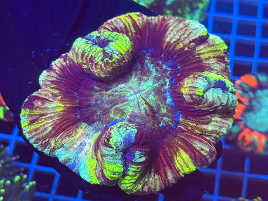 (WYSIWYG) Rainbow Trachy B1 (Copy)