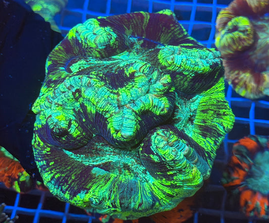 (WYSIWYG) Radioactive Trachy B2