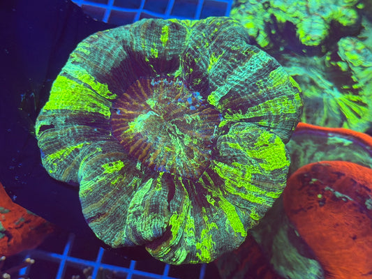 (WYSIWYG) Radioactive Trachy B3