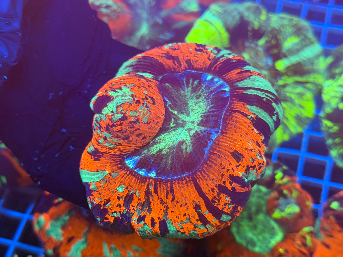 (WYSIWYG) Fire & Ice Trachy B4