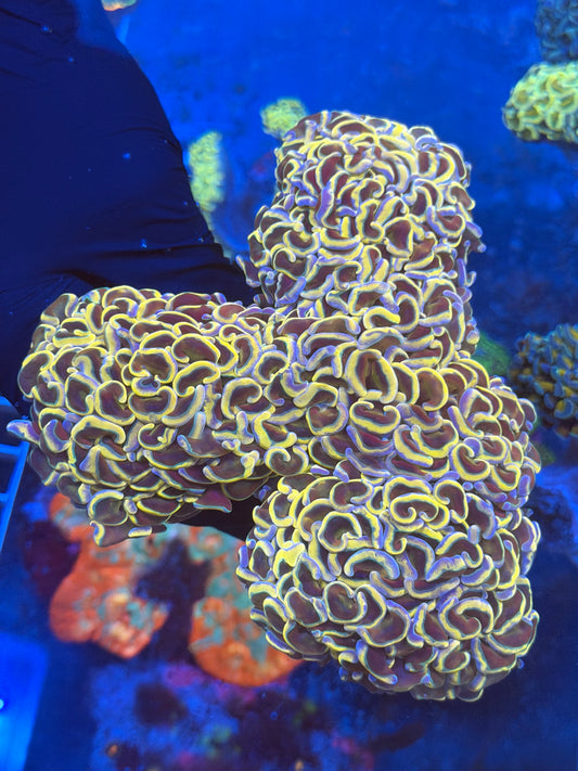 (WYSIWYG) Lakers Wall Hammer