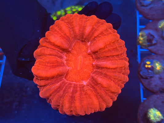 (WYSIWYG) Red Cynarina