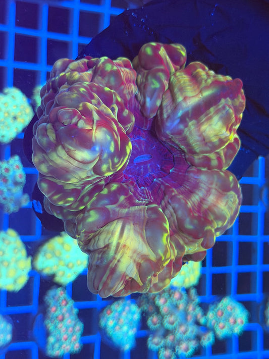 (WYSIWYG) Monster Cynarina