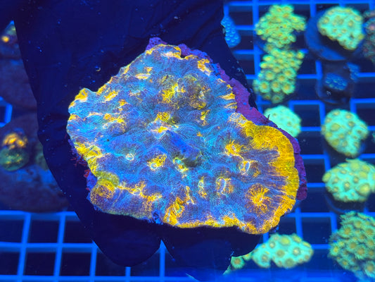 (WYSIWYG) Gold Blue Chalice Colony