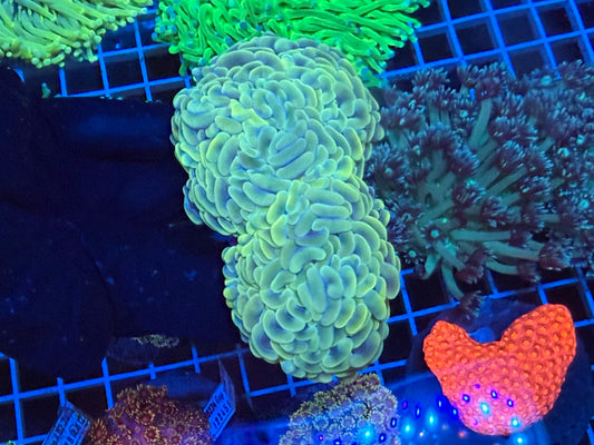 (WYSIWYG) Pastel Green Wall Hammer