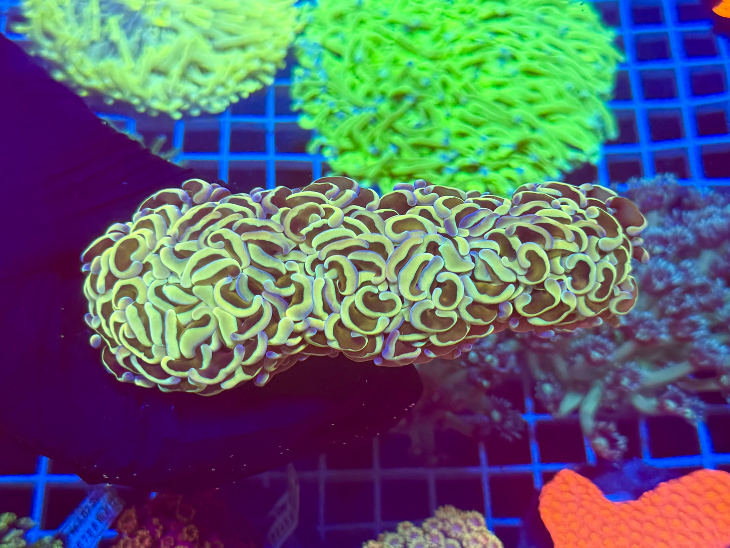 (WYSIWYG) Gold Wall Hammer