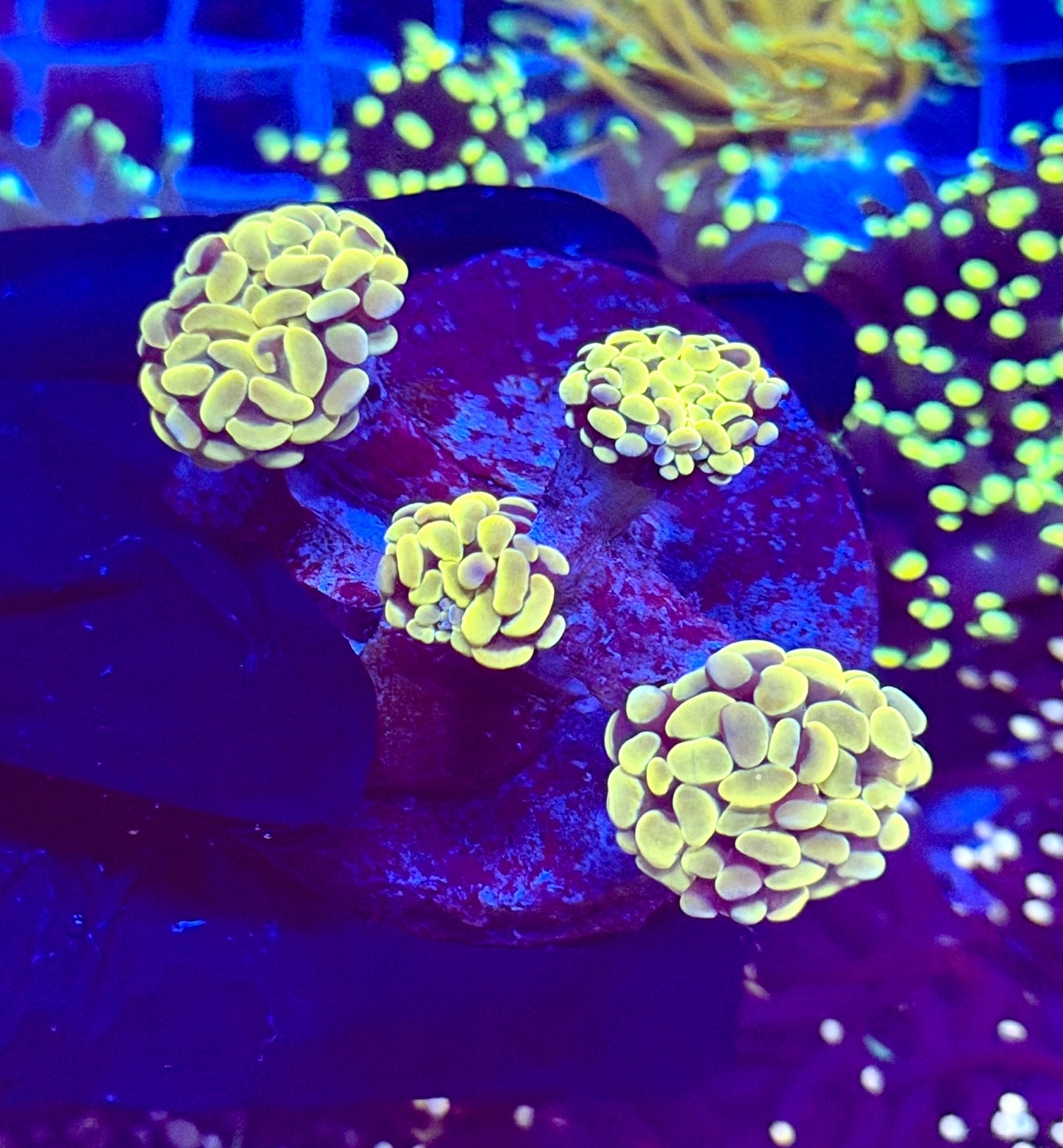 (WYSIWYG) 24K Gold Branching Hammer Colony