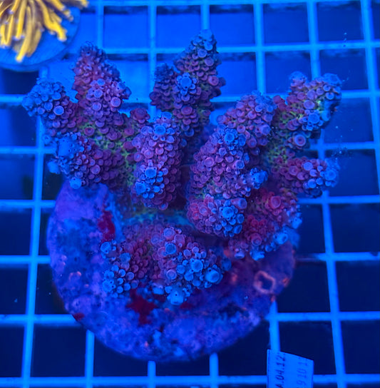 (WYSIWYG) Acropora Colony A7