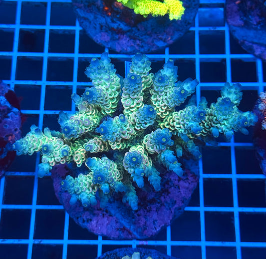 (WYSIWYG) Acropora Colony B6