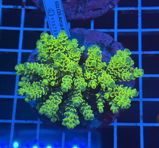(WYSIWYG) Acropora Colony C1