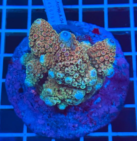 (WYSIWYG) Acropora Colony C2
