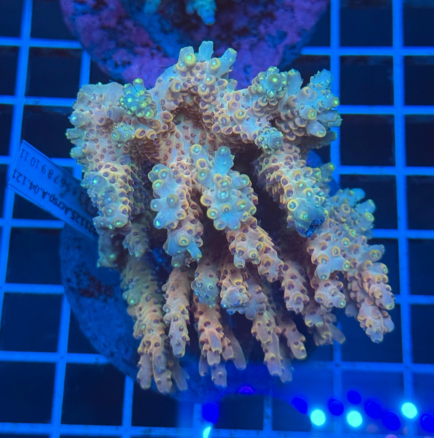 (WYSIWYG) Acropora Colony C5