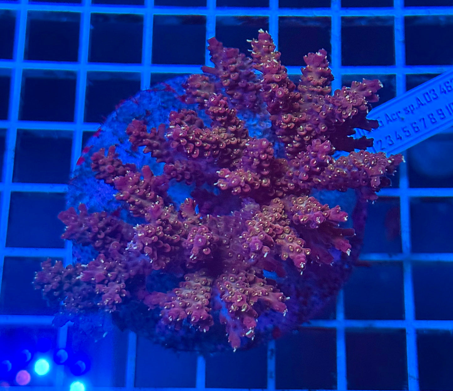 (WYSIWYG) Acropora Colony C8