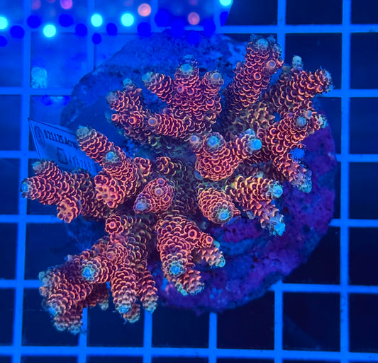 (WYSIWYG) Acropora Colony D1