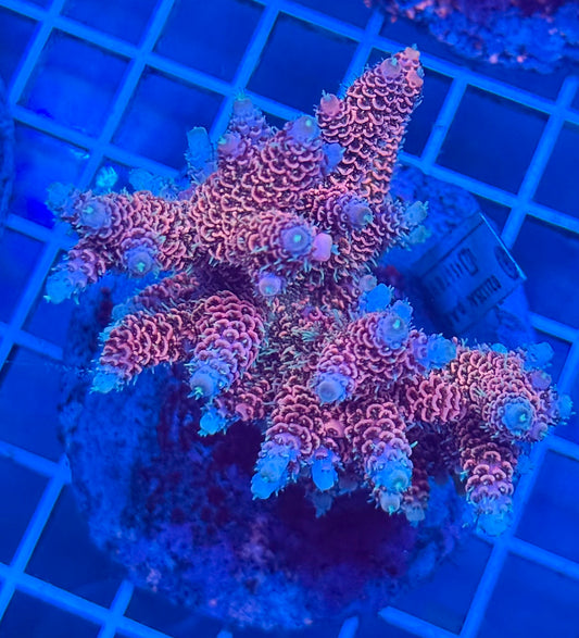(WYSIWYG) Acropora Colony E4